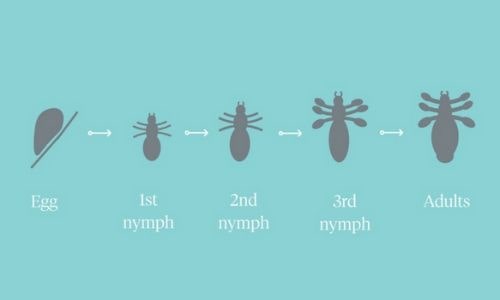 The Myths, Facts, And How To Treat Head Lice growth